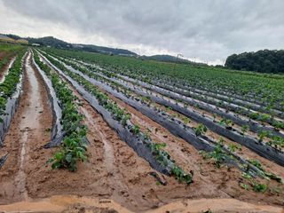 백남규님의 기타작물 · 영농일지 작성글 사진