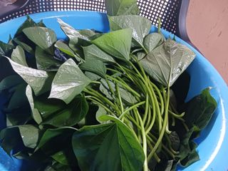 옥수수7772님의 고구마 · 영농일지 작성글 사진