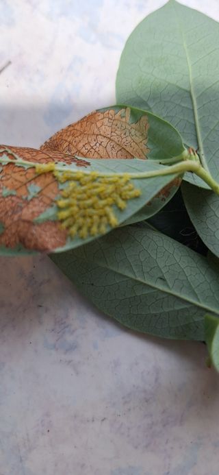 김숙희님의 블루베리 · 영농일지 작성글 사진