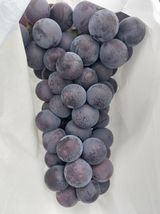 팜모닝 포도·영농일지 게시글 이미지