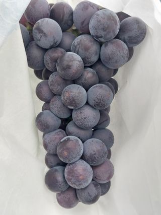 민영님의 포도 · 영농일지 작성글 사진