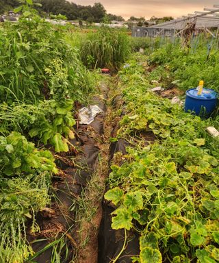 스마일00님의 기타작물 · 영농일지 작성글 사진