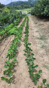 팜모닝 기타작물·영농일지 게시글 이미지