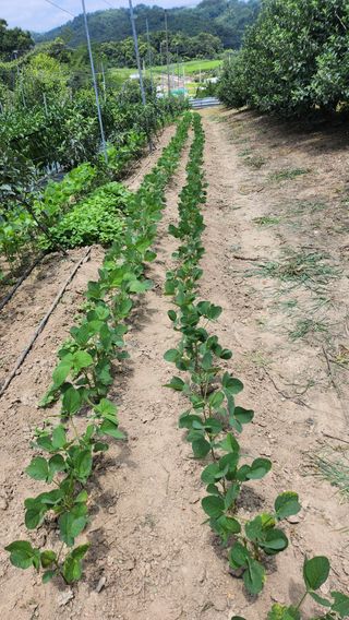 지화순님의 기타작물 · 영농일지 작성글 사진