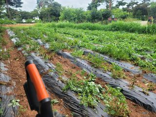 로만아빠님의 감자 · 영농일지 작성글 사진
