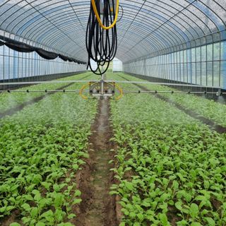 김승국님의 기타작물 · 영농일지 작성글 사진