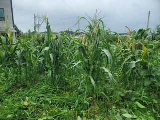 로만아빠님의 감자 · 영농일지 작성글 사진