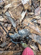 팜모닝 기타작물·영농일지 게시글 이미지