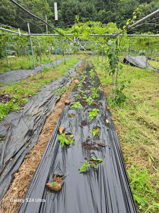 김종협님의 기타작물 · 영농일지 작성글 사진