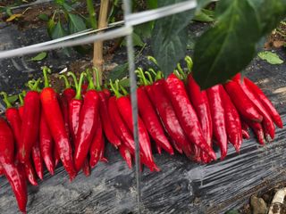 고추농사 정 미라님의 고추 · 영농일지 작성글 사진