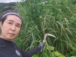 스마일00님의 기타작물 · 영농일지 작성글 사진