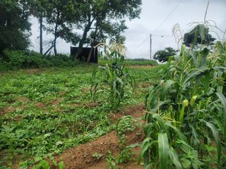 로만아빠님의 감자 · 영농일지 작성글 사진