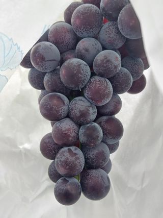 민영님의 포도 · 영농일지 작성글 사진