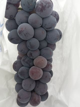 민영님의 포도 · 영농일지 작성글 사진