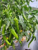 팜모닝 기타작물·영농일지 게시글 이미지