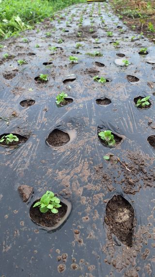 오남현님의 들깨 · 영농일지 작성글 사진