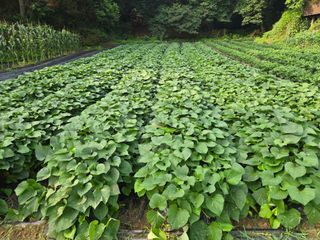강화화도님의 기타작물 · 영농일지 작성글 사진
