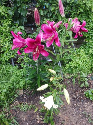 옥수수7772님의 고구마 · 영농일지 작성글 사진