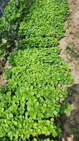 팜모닝 들깨·영농일지 게시글 이미지