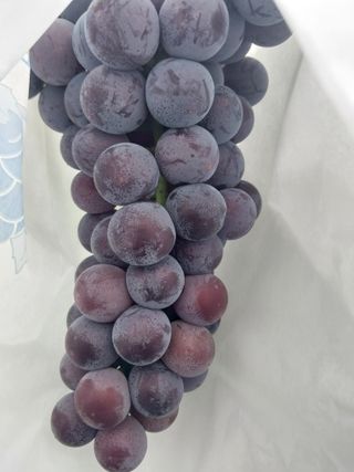 민영님의 포도 · 영농일지 작성글 사진