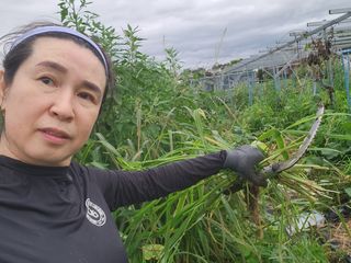 스마일00님의 기타작물 · 영농일지 작성글 사진