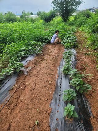로만아빠님의 감자 · 영농일지 작성글 사진