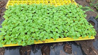 오남현님의 들깨 · 영농일지 작성글 사진