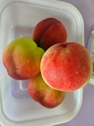 정우진님의 복숭아 · 영농일지 작성글 사진