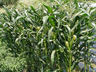 김진현님의 고추 · 영농일지 작성글 사진