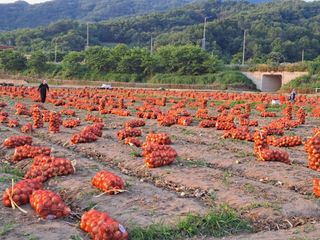 조잠순님의 기타작물 · 영농일지 작성글 사진