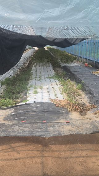 아침상추님의 상추 · 영농일지 작성글 사진