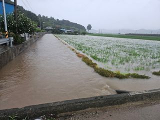 태이린팜님의 옥수수 · 영농일지 작성글 사진