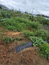 팜모닝 감자·영농일지 게시글 이미지