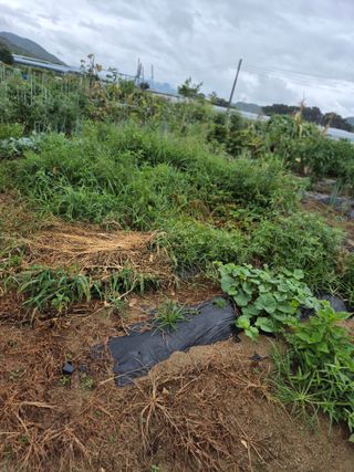 우리농장주님의 감자 · 영농일지 작성글 사진