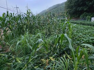 거산o2님의 기타작물 · 영농일지 작성글 사진