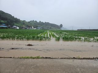 태이린팜님의 옥수수 · 영농일지 작성글 사진