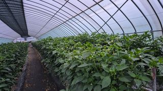 청양촌사람님의 고추 · 영농일지 작성글 사진