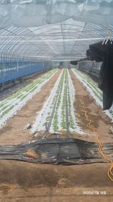 팜모닝 상추·영농일지 게시글 이미지