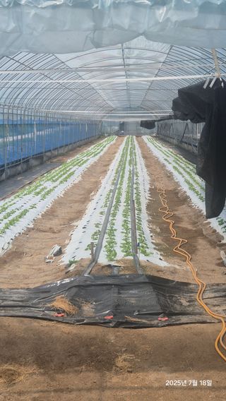 아침상추님의 상추 · 영농일지 작성글 사진