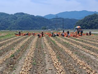 조잠순님의 기타작물 · 영농일지 작성글 사진