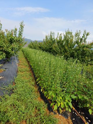 12345우각장당리님의 참깨 · 영농일지 작성글 사진