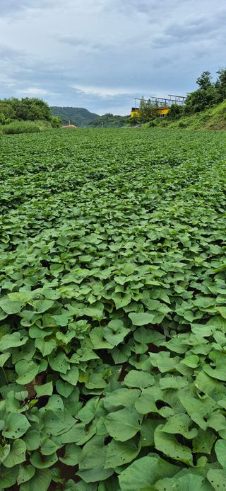 강성분님의 고구마 · 영농일지 작성글 사진