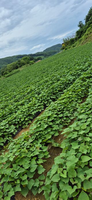 강성분님의 고구마 · 영농일지 작성글 사진