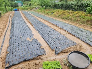 장흥식님의 파 · 영농일지 작성글 사진