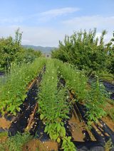 팜모닝 참깨·영농일지 게시글 이미지