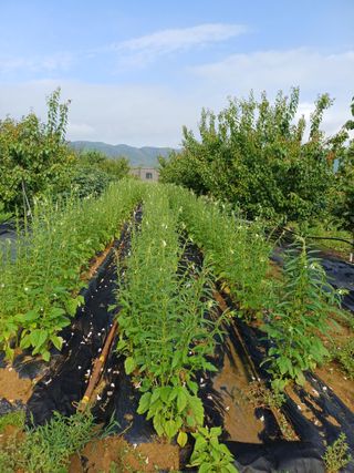 12345우각장당리님의 참깨 · 영농일지 작성글 사진
