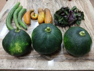 이갑덕님의 오이 · 영농일지 작성글 사진