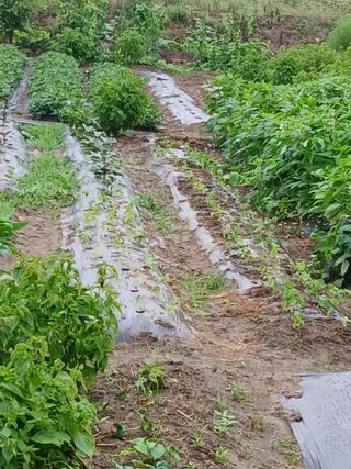 이갑덕님의 들깨 · 영농일지 작성글 사진