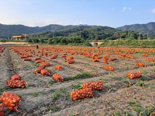 조잠순님의 기타작물 · 영농일지 작성글 사진