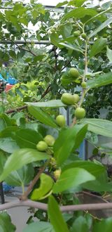 팜모닝 기타작물·영농일지 게시글 이미지